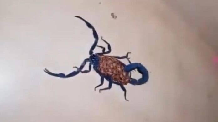 Extraño alacrán azul es captado en Coahuila y sorprende a internet
