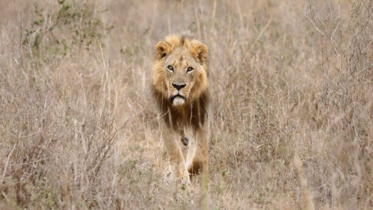León mata a turista que salió de su carpa para ir al baño en un safari en Namibia
