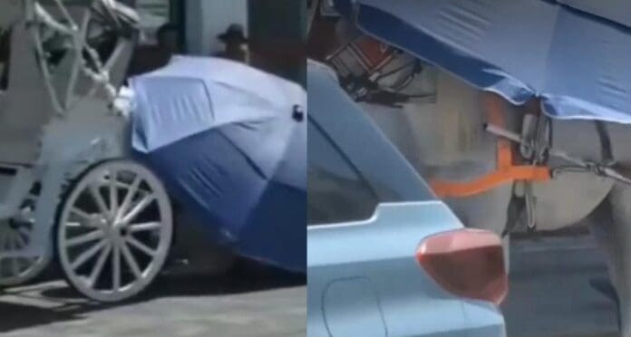 Se desploma un caballo en el centro de Mérida, Yucatán debido a las altas temperaturas. La gente pide que se cuide al animal.