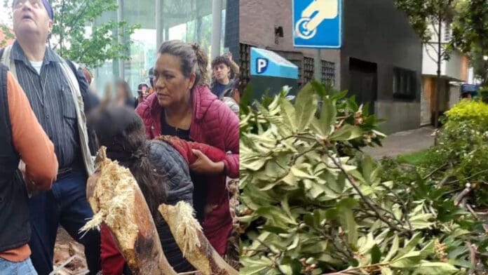 Rama se incrusta en la cabeza de una mujer tras caída de árbol en CDMX