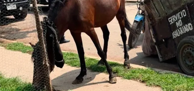 Rescatan a yegua y potrilla víctimas de maltrato en Ixtapaluca, Edomex