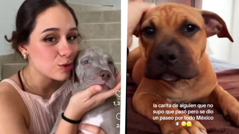 Video: Mujer viaja a Mérida, Yucatán con su mascota pero al aterrizar le entregan el perro equivocado