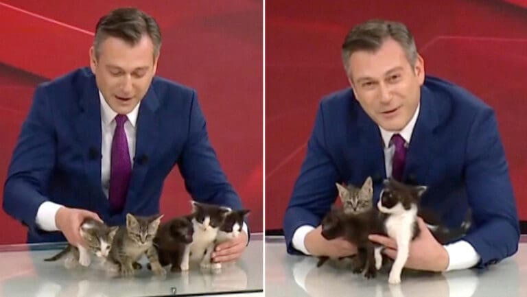 cinco gatitos se adueñan de un noticiero y derriten corazones