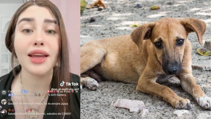 Video: Funcionaria de Guadalajara, Jalisco confiesa haber sacrificado a un perrito en ritual de santería