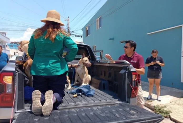 Rescatan a cinco perros víctimas de maltrato animal en Coatzacoalcos, Veracruz