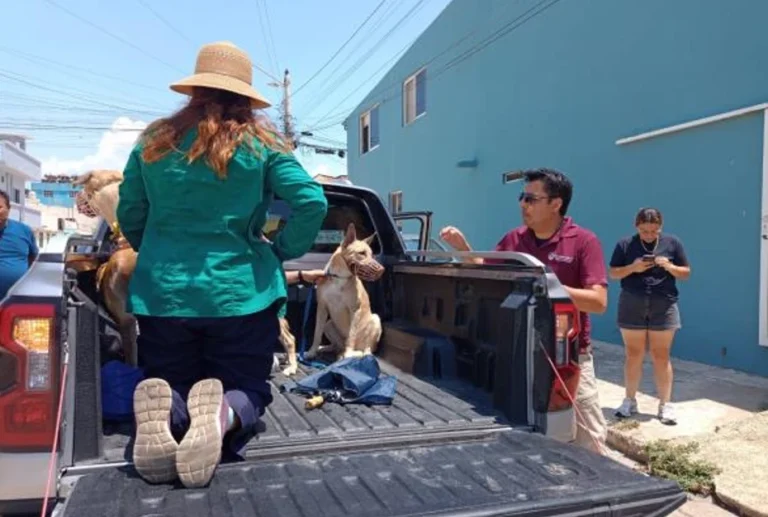 Rescatan a cinco perros víctimas de maltrato animal en Coatzacoalcos, Veracruz
