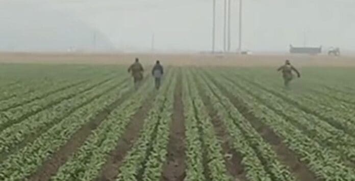 Las redadas llegan a los campos del estado de California; algunos agentes fueron captados persiguiendo a migrantes.