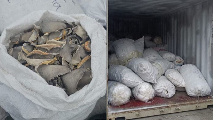 Autoridades confiscan más de dos toneladas de aletas de tiburón en Ensenada, Baja California