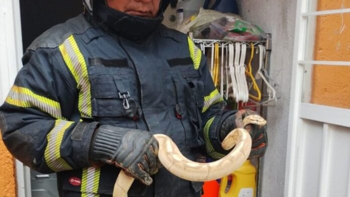 Encuentran una pitón en vivienda de Coyoacán; suman dos serpientes rescatadas en CDMX en 24 horas