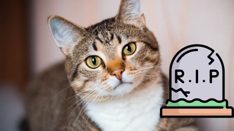 Hallan 150 gatos muertos dentro de la casa de una supuesta amante de los animales en Japón