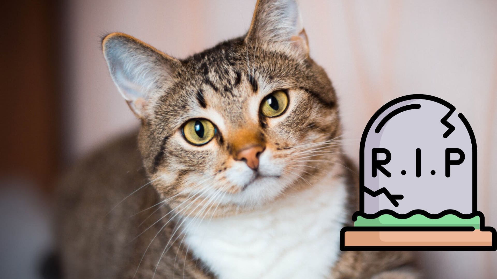 Hallan 150 gatos muertos dentro de la casa de una supuesta amante de los animales en Japón