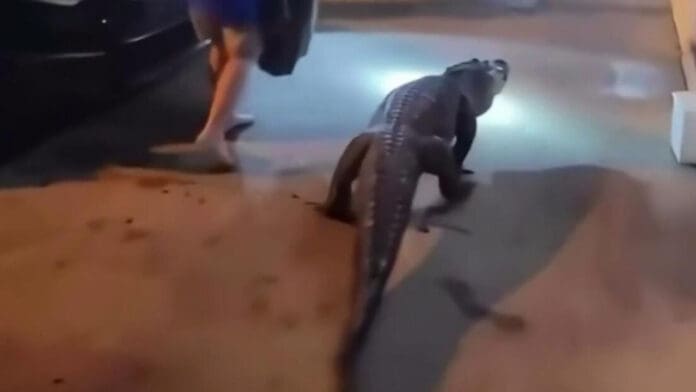 Video: Encuentran a caimán dentro de una habitación en hotel de Virginia, Estados Unidos