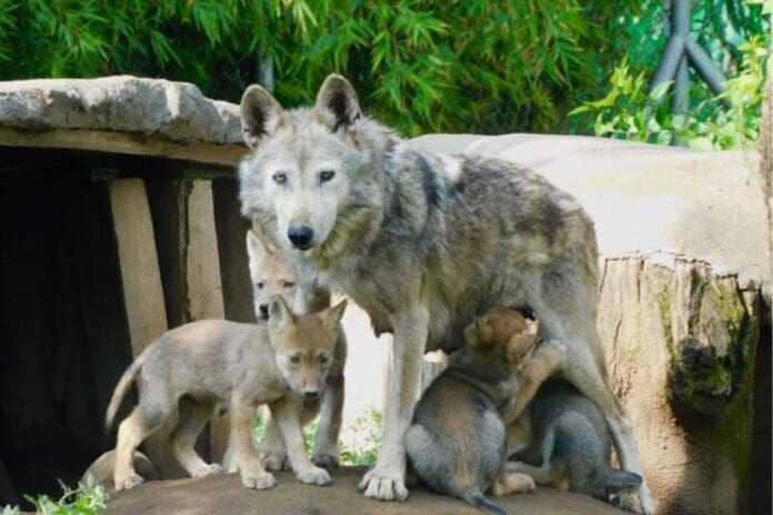 Nacen cuatro lobos mexicanos en centro de conservación de CDMX