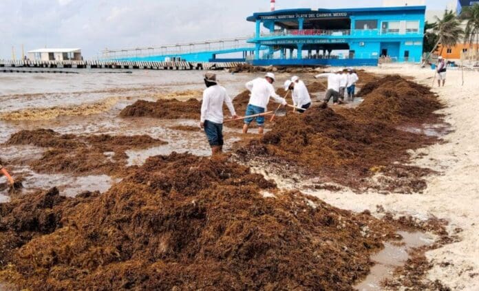 Gobierno de Estefanía Mercado refuerza estrategia contra el sargazo con acciones coordinadas y trabajo permanente en Playa del Carmen