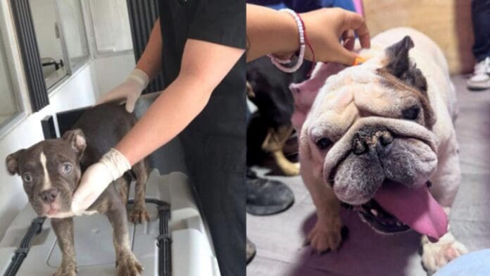 Hallan a 29 perros que vivían hacinados en un criadero clandestino en Chihuahua