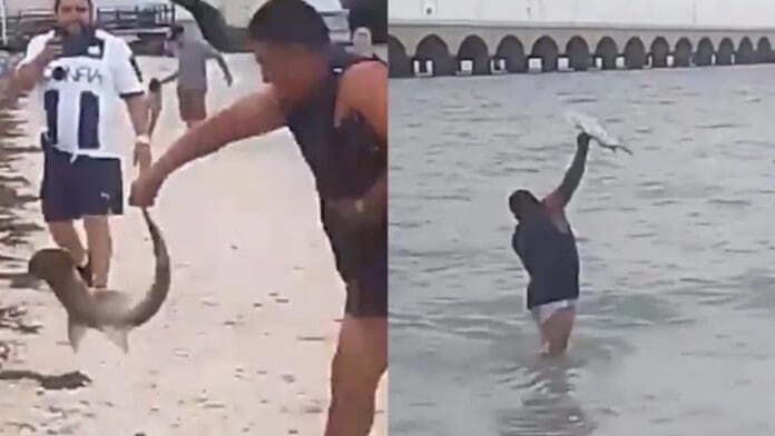 Video: Turista captura a cría de tiburón martillo, lo lleva a la orilla y luego lo libera bruscamente en Yucatán