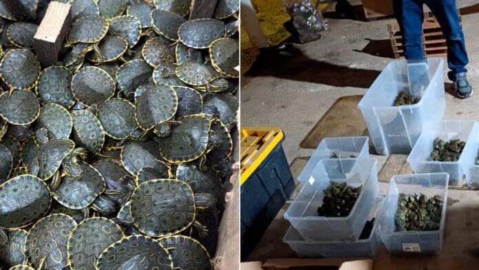 Rescatan cargamento de más de 3 mil crías de tortugas para tráfico ilegal en Chiapas