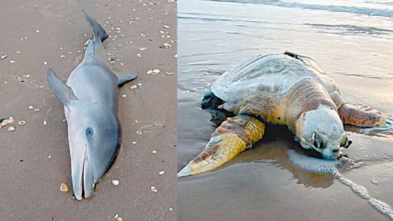 Ambientalistas de Tamaulipas reportan muerte de fauna marina por basura espacial de SpaceX