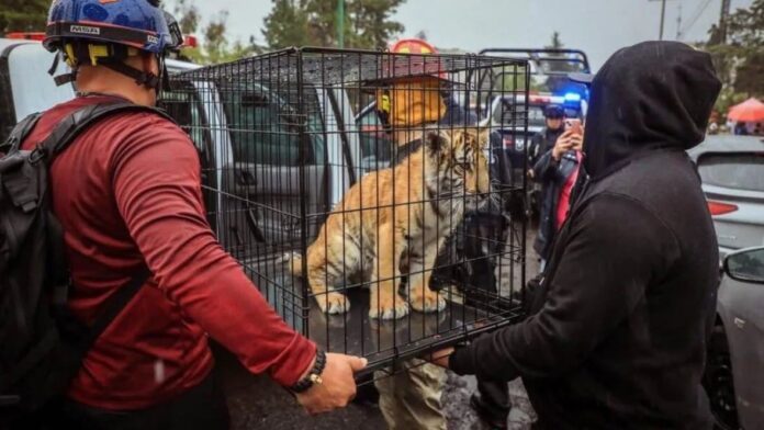 Rescatan a cachorro de tigre de bengala atrapado dentro de una taquería en Naucalpan, Edomex