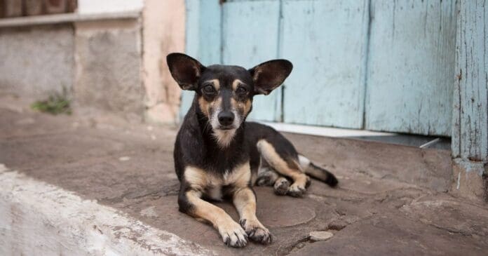 Sujetos obligan a un perrito a tomar alcohol en Tepatitlán, Jalisco