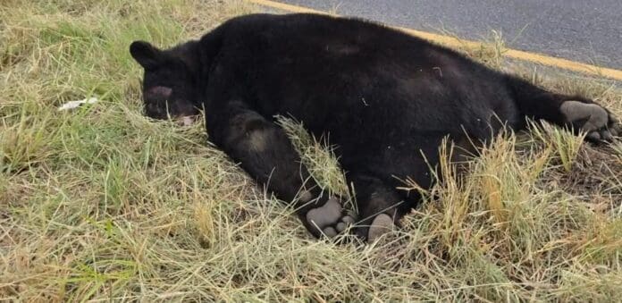 Muere oso tras ser atropellado en Montemorelos, Nuevo León