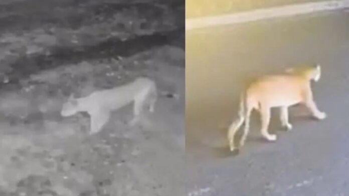 Sorprende avistamiento de un puma en calles de San Pedro, Nuevo León