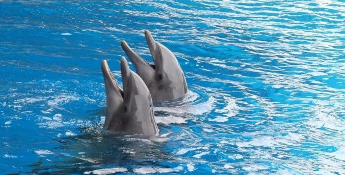 Senado de la República avala reforma que prohíbe uso de animales marinos en espectáculos como los de delfinarios.