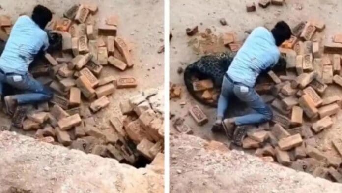 Video: Hombre se agarra a golpes contra un leopardo que invadió su aldea en India