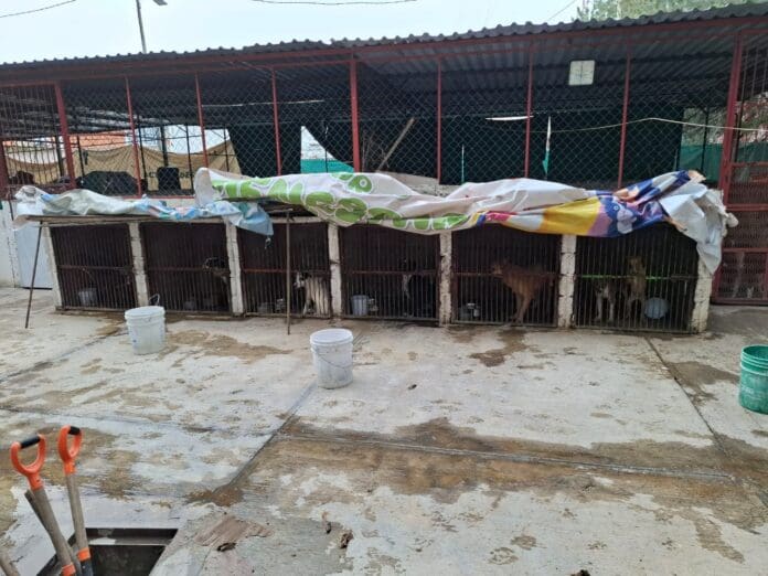 Rescatan a 52 perritos maltratados en un centro de protección animal en Ixtapaluca, Edomex