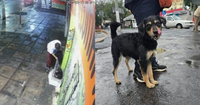 Video: Adoptan a perrito callejero que le robaron su cobija en Iztapalapa, CDMX