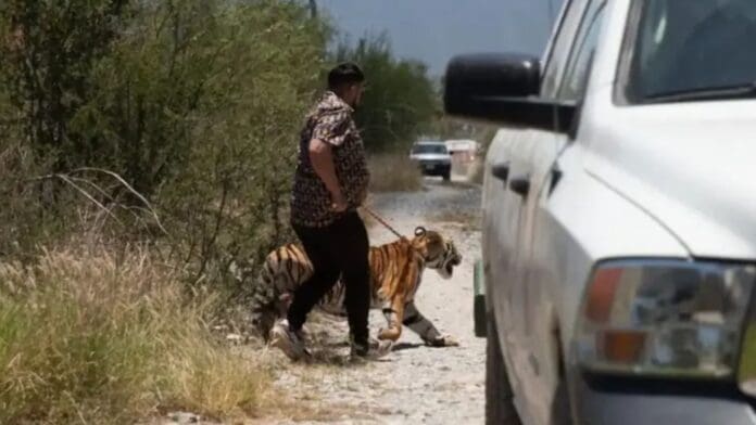 Video: Capturan a tigre de bengala que deambulaba por calles de Nuevo León