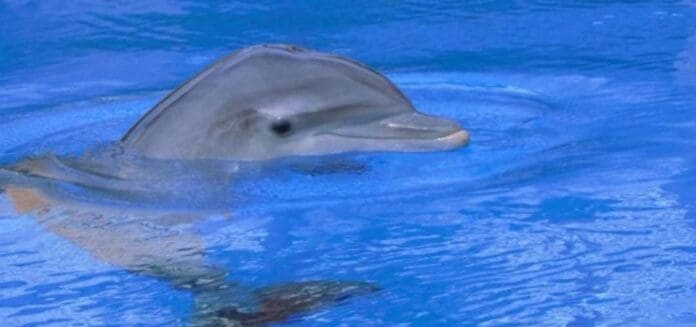 Diputados aprueban reforma que prohíbe uso de animales marinos en espectáculos de delfinarios y sitios similares.