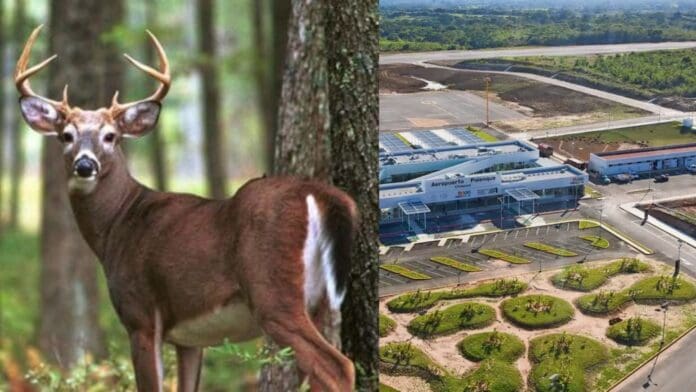 Ejército Mexicano lanza licitación para controlar plaga de venados en cuatro aeropuertos del país