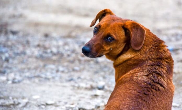 Denuncian a policías en Puebla por presuntamente atropellar a un perrito