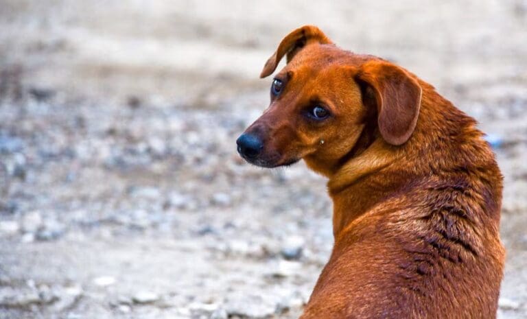 Denuncian a policías en Puebla por presuntamente atropellar a un perrito