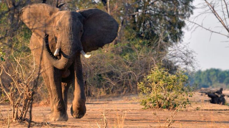 Mueren dos turistas aplastados por un elefante durante un safari a pie en Zambia