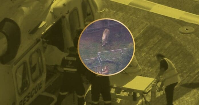 Mujer pierde un brazo tras ser atacada por un león en un zoológico de Australia