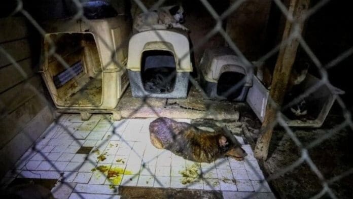 Rescatan a 300 perros hacinados en un albergue en Ensenada, Baja California