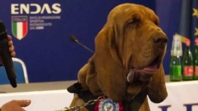 Asesinan a perro rastreador con salchichas rellenas de clavos en Italia