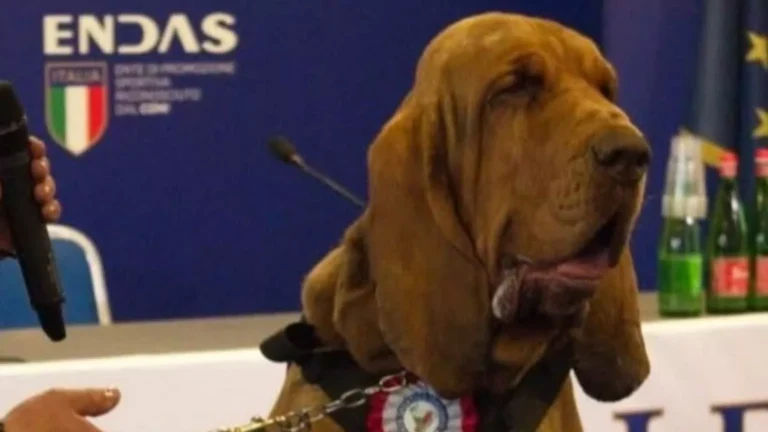 Asesinan a perro rastreador con salchichas rellenas de clavos en Italia