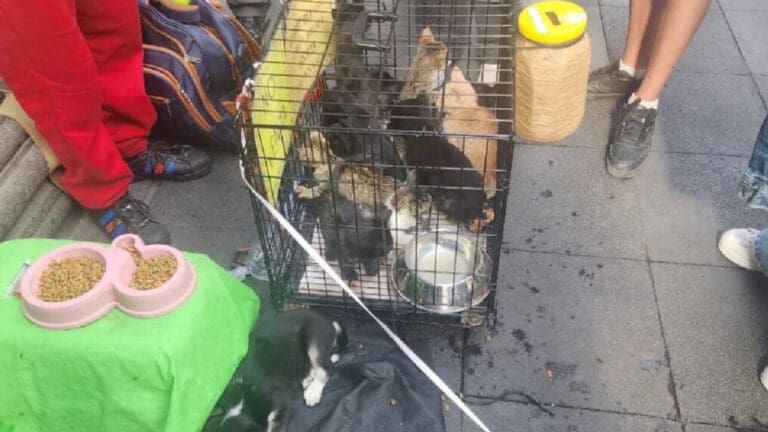 Video: Rescatan a perros y gatos que eran cambiados por "donaciones" en Cuauhtémoc, CDMX