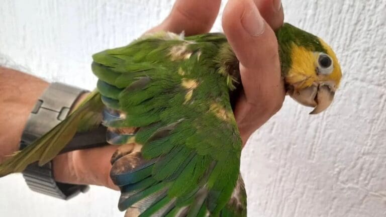 Detectan "loros fake" en Yucatán; decoloran su plumaje para venderlos como aves en peligro de extinción