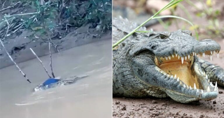 Muere adolescente tras ser atacado por un cocodrilo en Indonesia; se lavaba los pies en un río