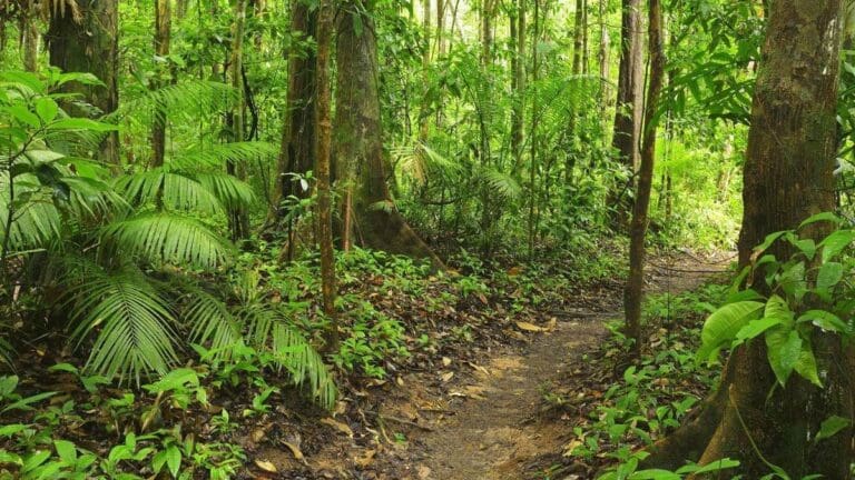 Rescatan a turista de Alemania tras 12 días perdida en un bosque en Australia