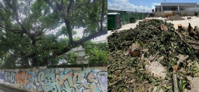Denuncian tala de árbol en Playa del Carmen; fue decisión de particulares, no de las autoridades del Ayuntamiento.