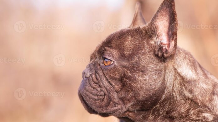 Muere un perro bulldog por falla del aire acondicionado dentro de un avión en Francia