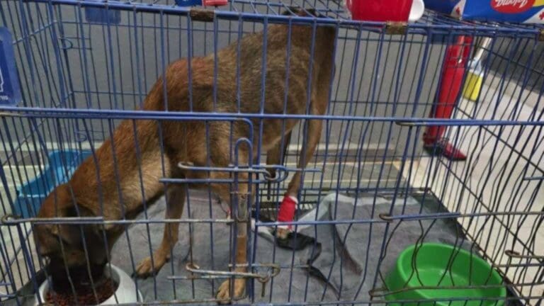 Detectan caso de gusano barrenador en perrita de Yucatán