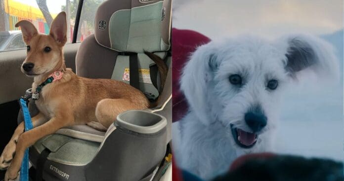 Más familias deciden adoptar un perro gracias a 