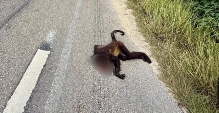 Atropellan a un mono araña en la vía Playa del Carmen-Tulum, cerca de Punta Venado. El ejemplar quedó tirado sobre la carretera.