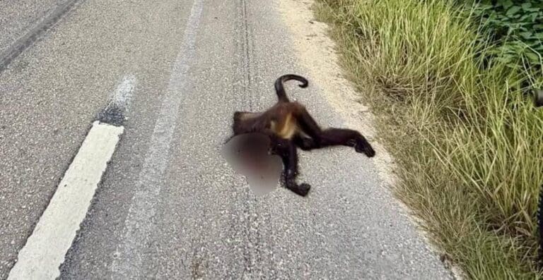 Atropellan a un mono araña en la vía Playa del Carmen-Tulum, cerca de Punta Venado. El ejemplar quedó tirado sobre la carretera.
